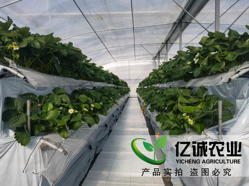 現代化玻璃溫室大棚廠家