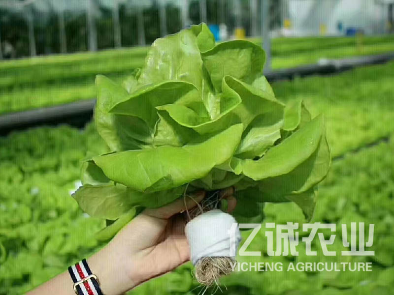 蔬菜無土栽培