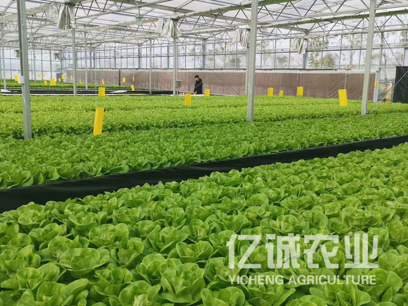 蔬菜無土栽培