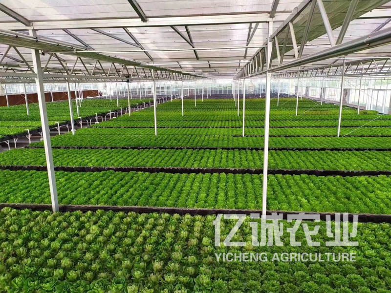 無土栽培蔬菜