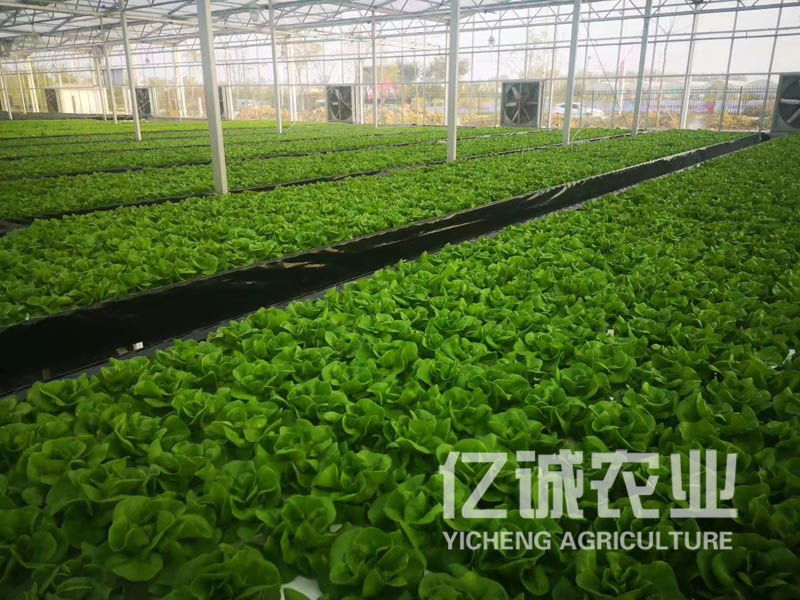 無土栽培蔬菜
