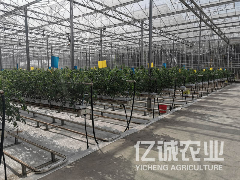 無土栽培蔬菜