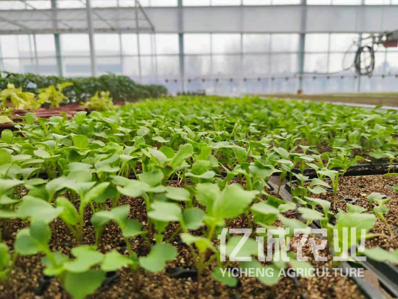蔬菜大棚溫室