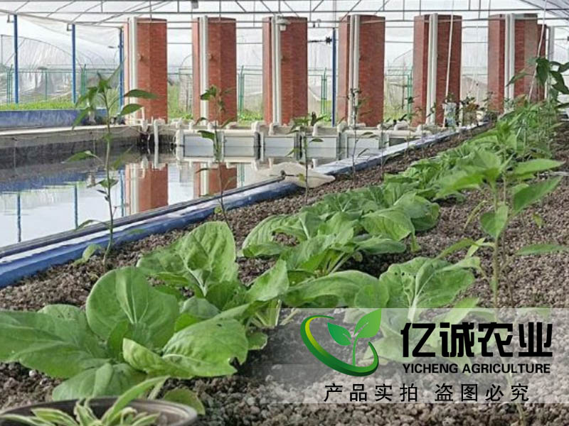 魚(yú)菜共生溫室大棚建設(shè)