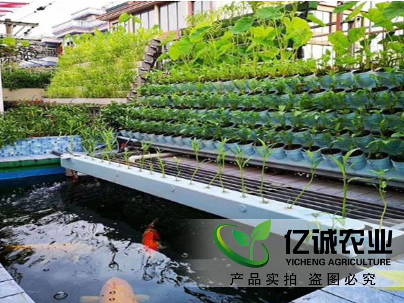 魚菜共生大棚建設