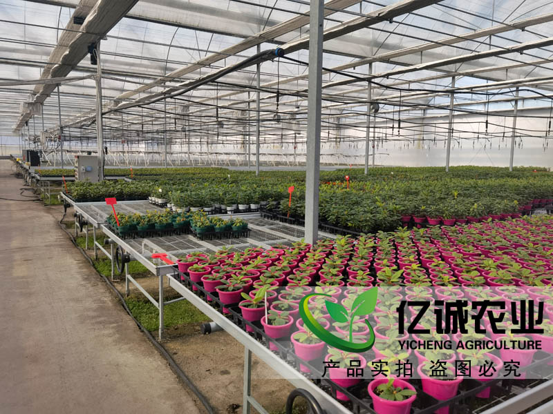 雙膜雙拱聯動大棚